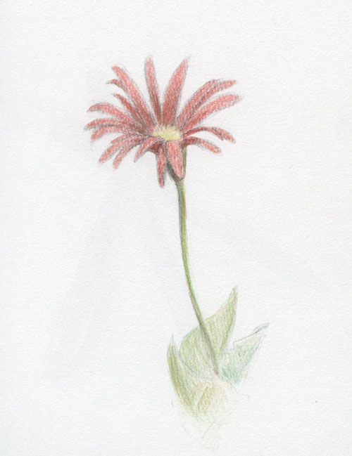 gerbera