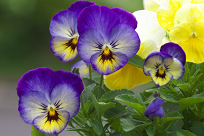 pansy